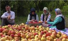 مستند «انبوهی از یاقوت» تصویری از آداب همکاری روستاییان در فصل برداشت
