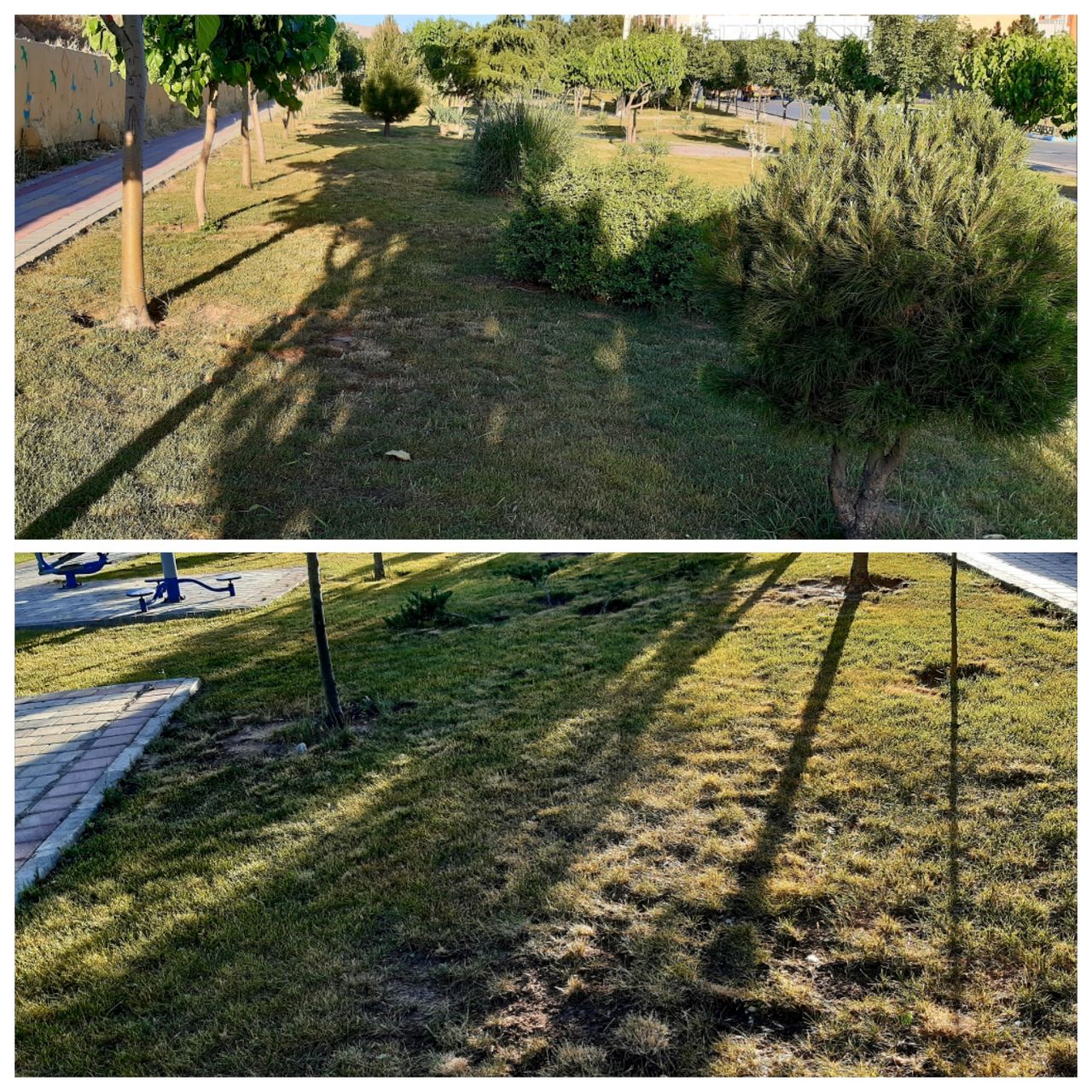جلوگیری از خشک شدن بخشی از فضاهای سبز میدان مادر/اجرای آبیاری قطره‌ای در پاییز