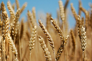 خرید 95 درصد از گندم کشاورزان آبیکی/هزینه‌کرد اعتبارات بیشتر در حوزه آب و خاک