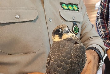 تحویل دادن یک بهله لیل به اداره محیط زیست آبیک توسط شهروند زیارانی / لیل؛ پرنده ای با بالهای داس مانند