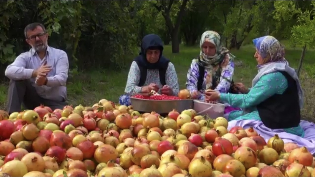 مستند «انبوهی از یاقوت» تصویری از آداب همکاری روستاییان در فصل برداشت